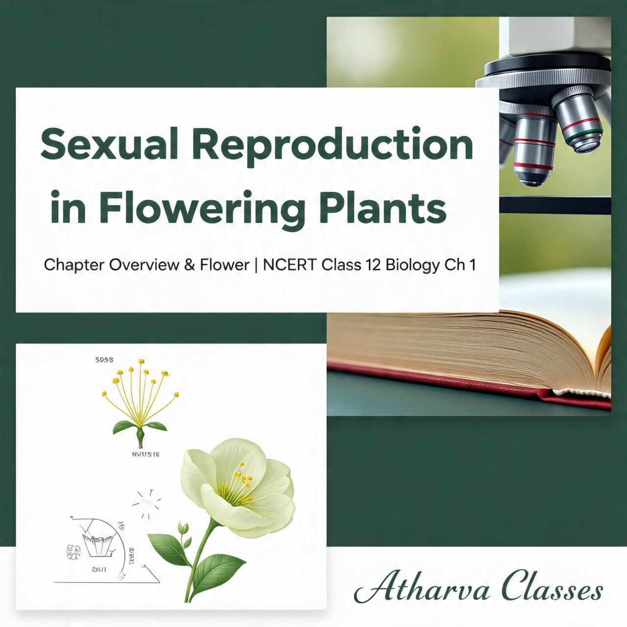 Sexual Reproduction in Flowering Plants - Chapter Overview &#38; Flower | Class 12 Biology Chapter 1